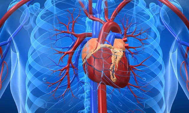 Καρδιολόγοι αποκάλυψαν σε συνέδριο στο Ναύπλιο πως το λίπος γύρω από την καρδιά «προδίδει» την καρδιοπάθεια 