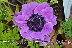 Glória Ishizaka - Hortus Botanicus Leiden - 94