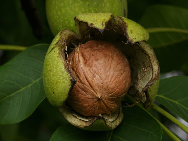 Walnut plant