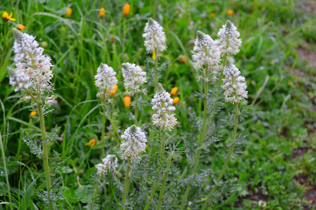 Reseda alba