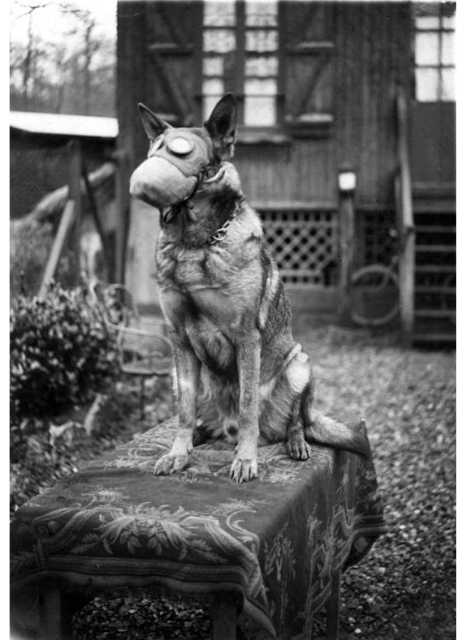 Eerste Wereldoorlog, Franse Rode Kruis-hond met gasmasker, 1917. Foto via Geheugen van Nederland