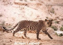 Panthera pardus nimr (Arabian Leopard)