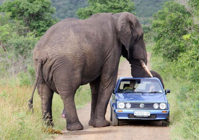 kruger national park africa elephant