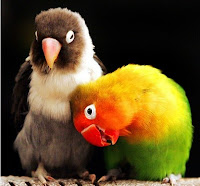 cara ternak burung lovebird