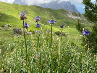 [Campanulaceae] Phyteuma orbiculare – Round Headed Rampion (Raponzolo orbicolare)