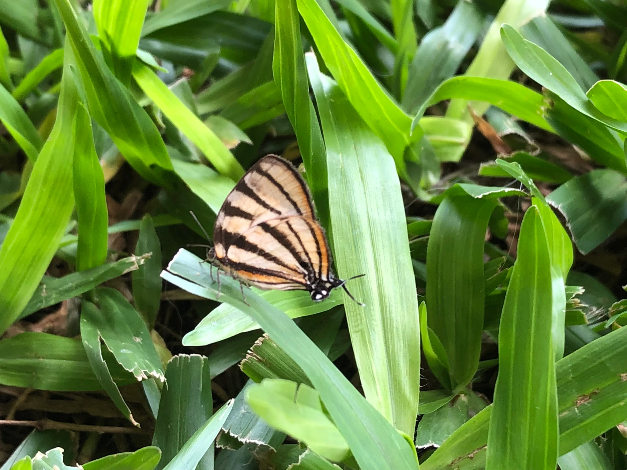 Borboleta formigueira-zebrada