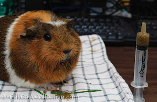 guinea pig Critical Care