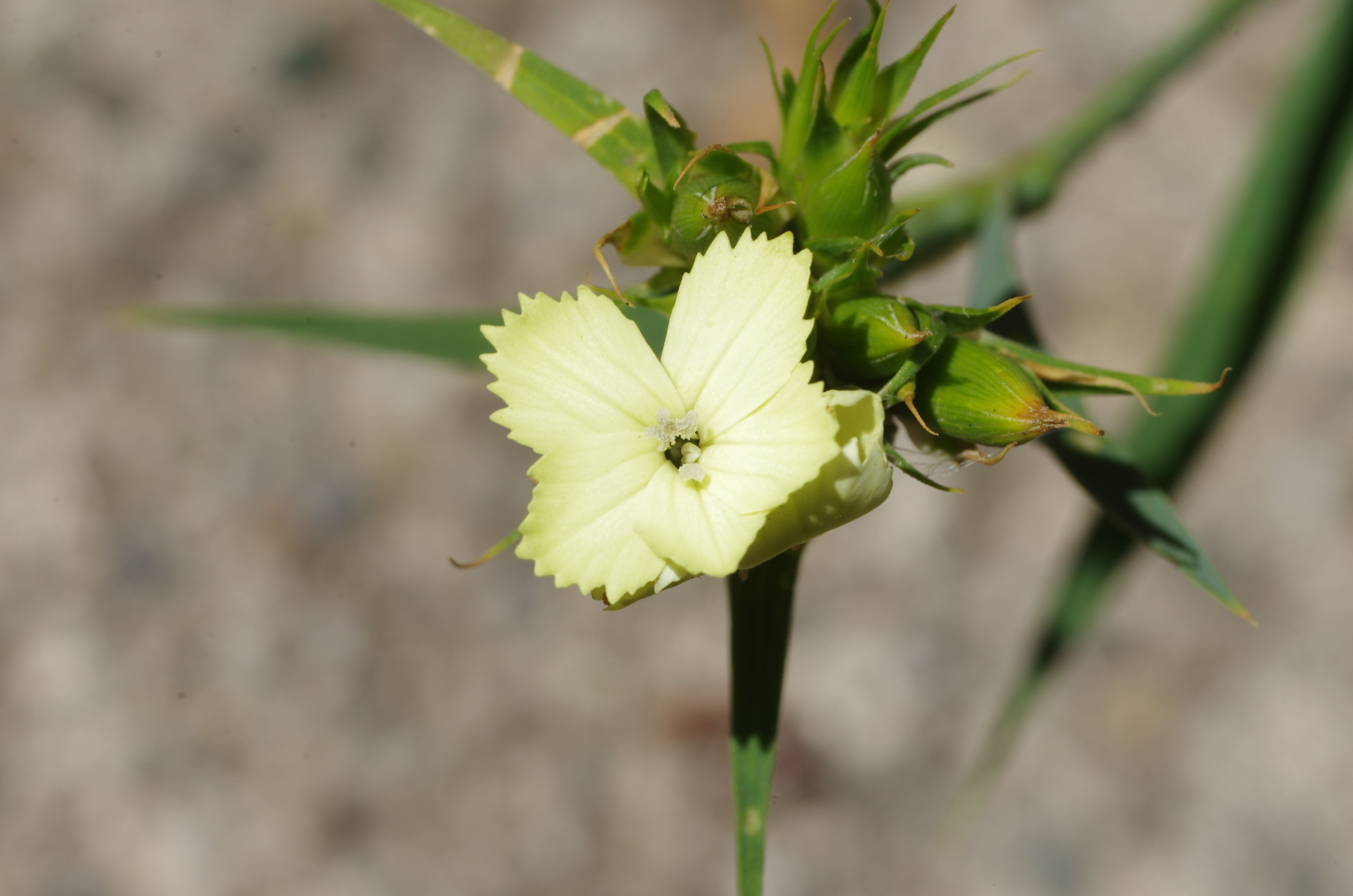 Dianthus knappii
