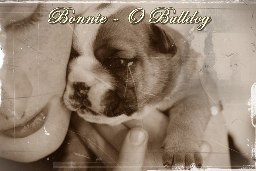 Bonnie - O Bulldog