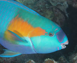 parrot fish