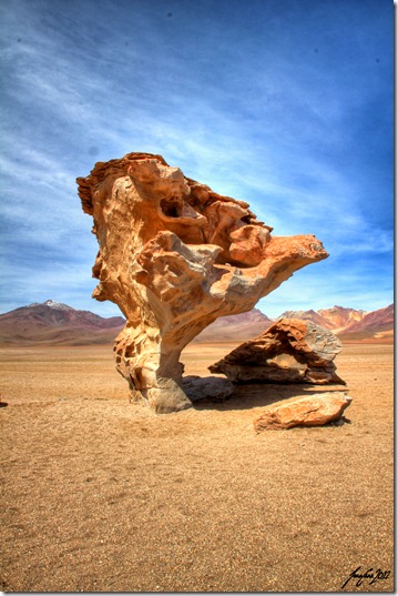 Arbol de Pieroa, Bolivia 2012