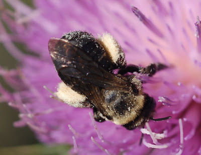 Bee gathering pollen