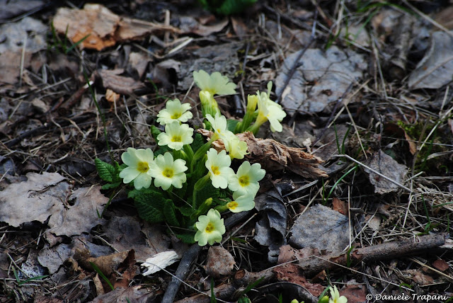 Primula vulgaris spontanea