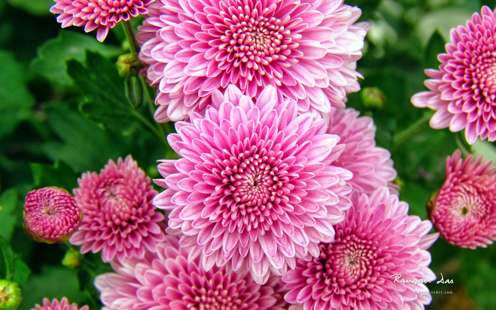 Romantic Flowers: Chrysanthemum Flowers