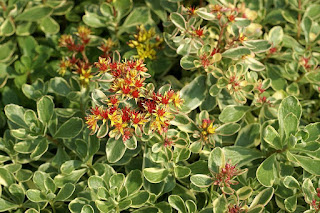 Sedum kamtschaticum 'Variegatum'