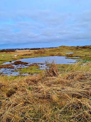 Zuviel Wasser in den Dünen Nordholland