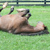 ROLLING IS PALPABLE HORSE JOY