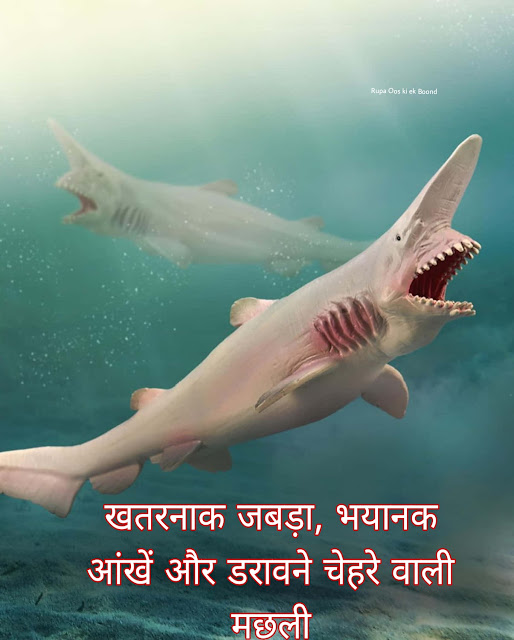 गॉब्लिन शार्क (goblin shark) - खतरनाक जबड़ा, भयानक आंखें और डरावने चेहरे वाली मछली