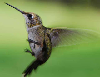 Indahnya Foto Burung Kolibri Berwarna