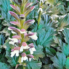 Planta de Acanto | Acanthus Mollis L.