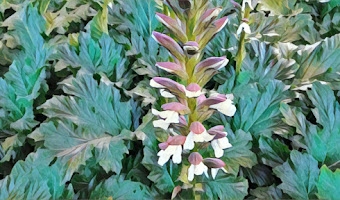 Planta de Acanto | Acanthus Mollis L.