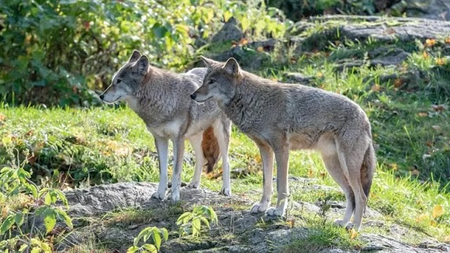 A extraordinária recuperação do lobo italiano: um símbolo da biodiversidade europeia