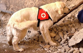cães de resgate