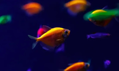 Glofish