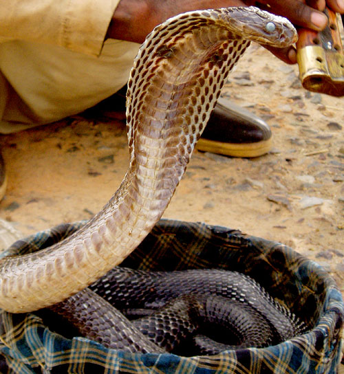 Cobra Snake