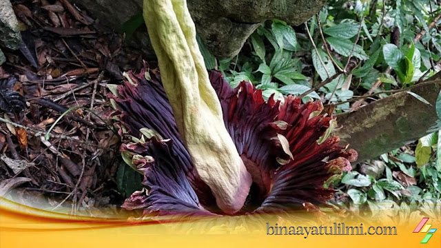 Bagaimana Maksud Air Yang Bercampur Najis