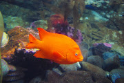 Fish Pictures (bright orange fish oregon coast)