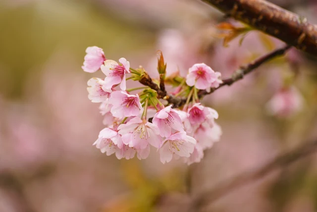 桜の花～道の駅・とみうら枇杷倶楽部