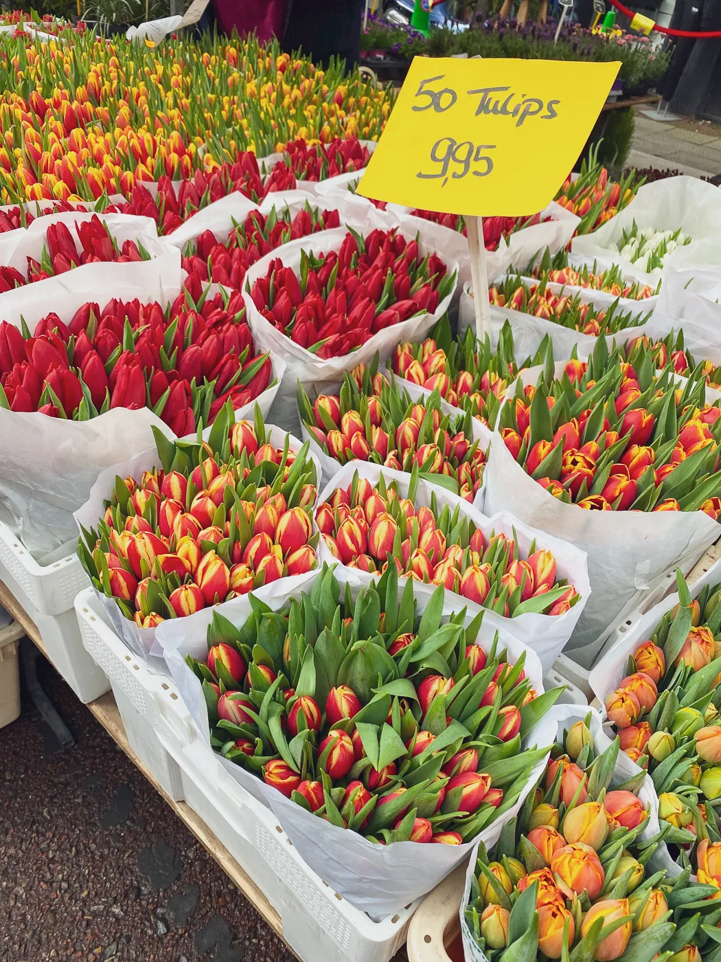 3 day amsterdam itinerary, albert cuyp market, tulip, best things to do in amsterdam
