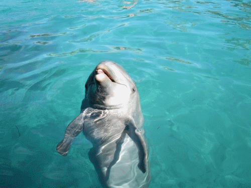 Dolphin-Encounter-Tours-In-Australia