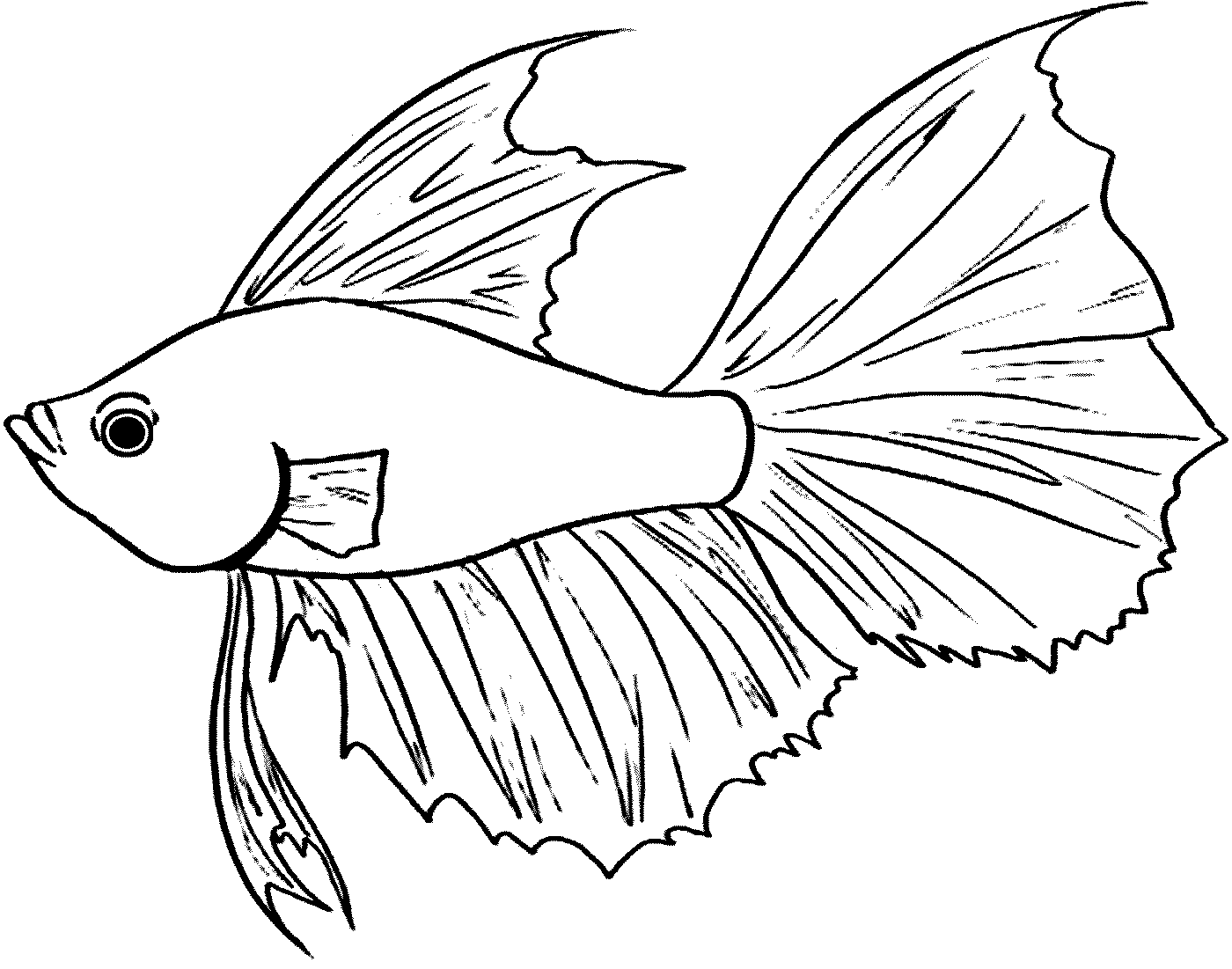  Gambar Ikan Hitam Putih Gambar 06