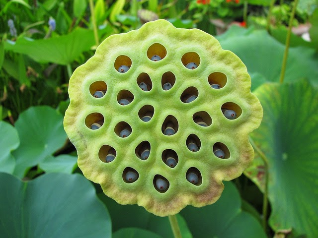 Vektanova You Probably Have Trypophobia