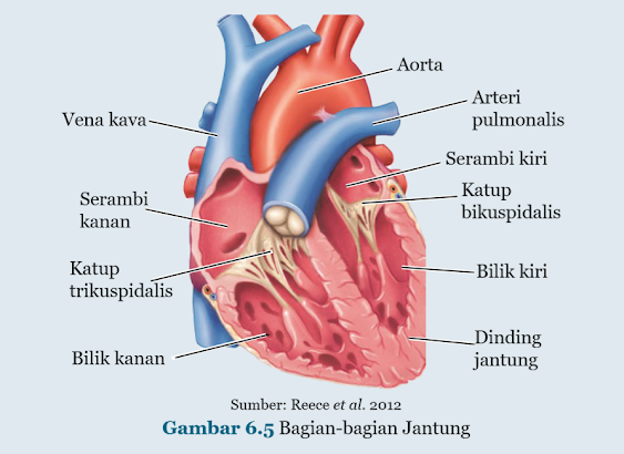 Bagian-bagian Jantung