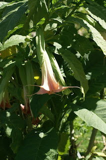 Brugmansia x 'Pink Beauty'