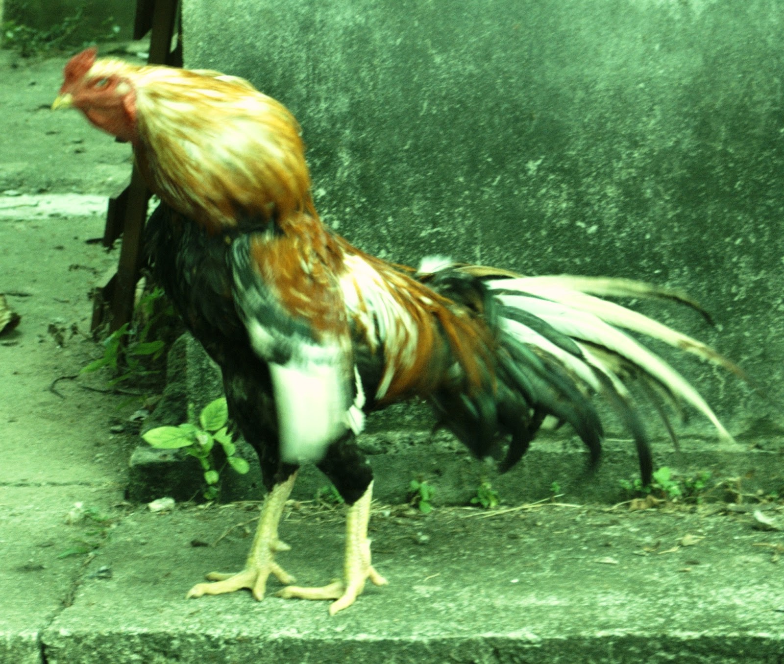  AYAM  SABUNG JAGOAN HEBAT UNTUK DIJUAL DAN MENJAMU MATA 