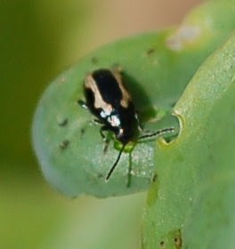 Striped flea beetle on broccoli seedling