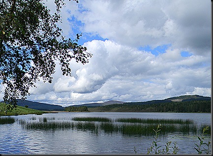 Galloway forest aug 2011 004