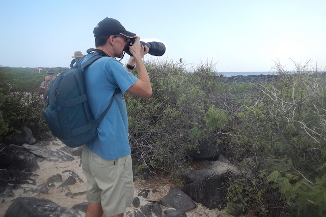 Punta Suarez Iguana