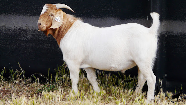 Benifits of boer goat rising himalayan goat breeding farm