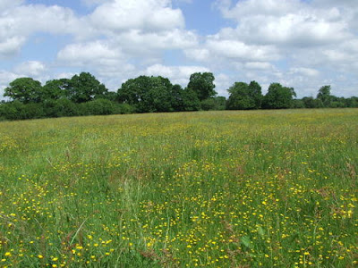 Image of a green, grassy field with wildflowers, a line of green trees at the horizon, and a blue sky with puffy white clouds.