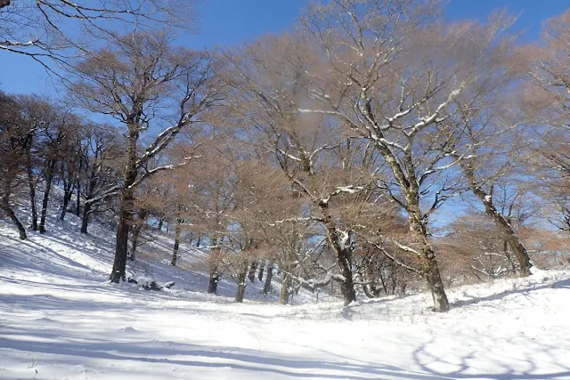 雪化粧の大ブナの駄場