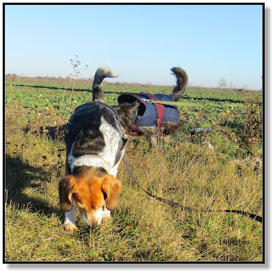 mit zwei Hunden unterwegs