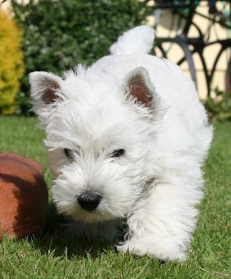 But everyone knows that the kinds of puppies I love most are Westies