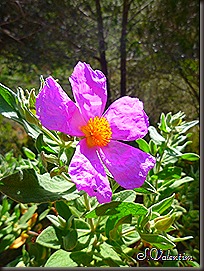 P1140289