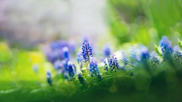 Muscari Flowers HD Wallpaper