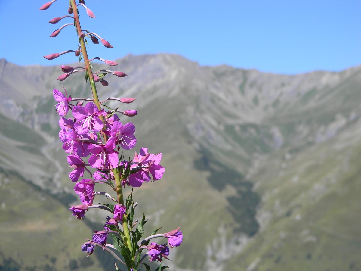 Fleur Valloire été